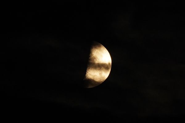 Moon Stalking