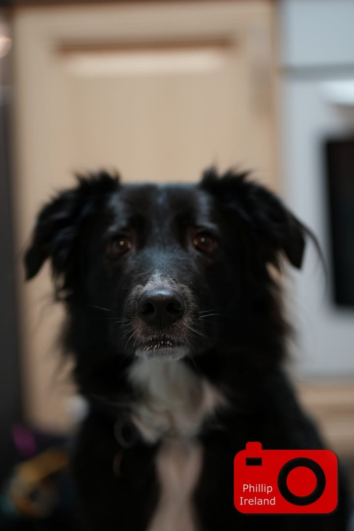 Doggo Update